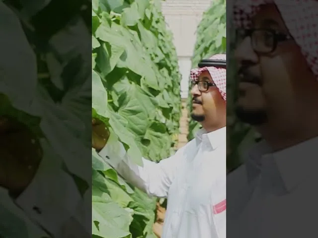 Bring sunscreen and water as desert farm tours can be extremely hot year round