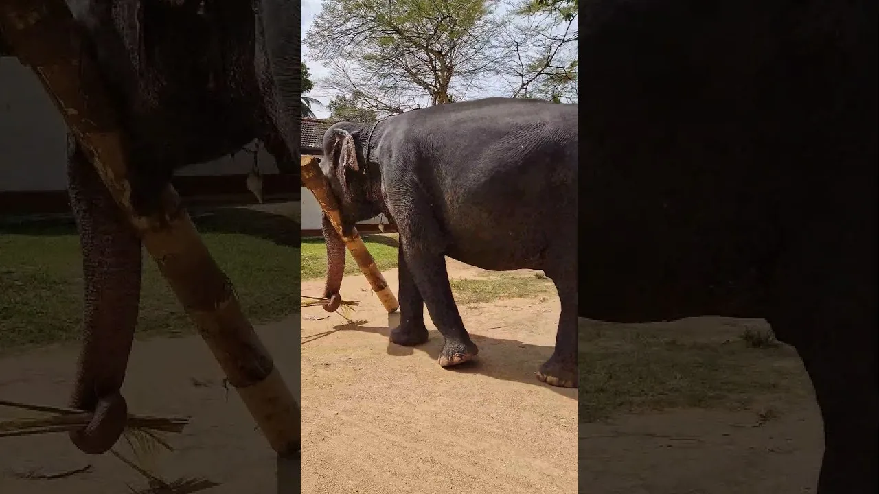 Chitwan Elephant Safari