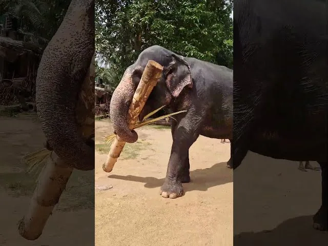 Wear comfortable clothes and closed shoes for elephant interactions at the camp