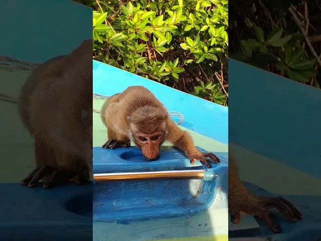 Bring snacks securely stored as curious monkeys may try to grab food from boats